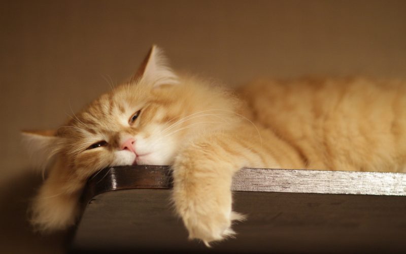 pisica-dormind