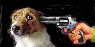 De ce nu sunt de acord cu euthanasierea maidanezilor caine-maidanez