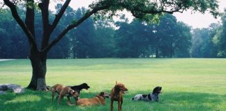 Intr-o zi, intr-un parc, un om…. caine-in-parc