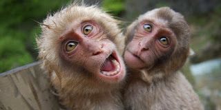 Cel mai om destept din lume maimute