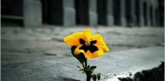 Lucruri care imi fac ziua mai buna floare in asfalt