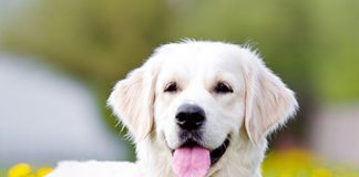 Cum iti schimba viata (si bugetul) un animal de companie? caine