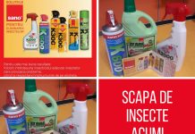 Ai terminat de zugravit? Iata ce trebuie sa mai faci pentru a avea o vara linistita! sano pentru insecte